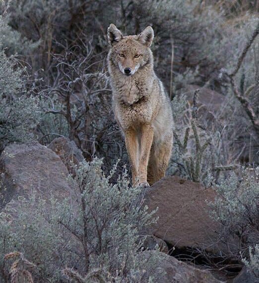 PHOTO: Coyote Watches by Geraint Smith