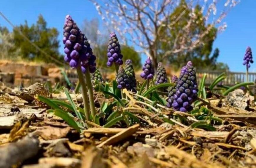 Easter Day in the Santa Fe Botanical Garden