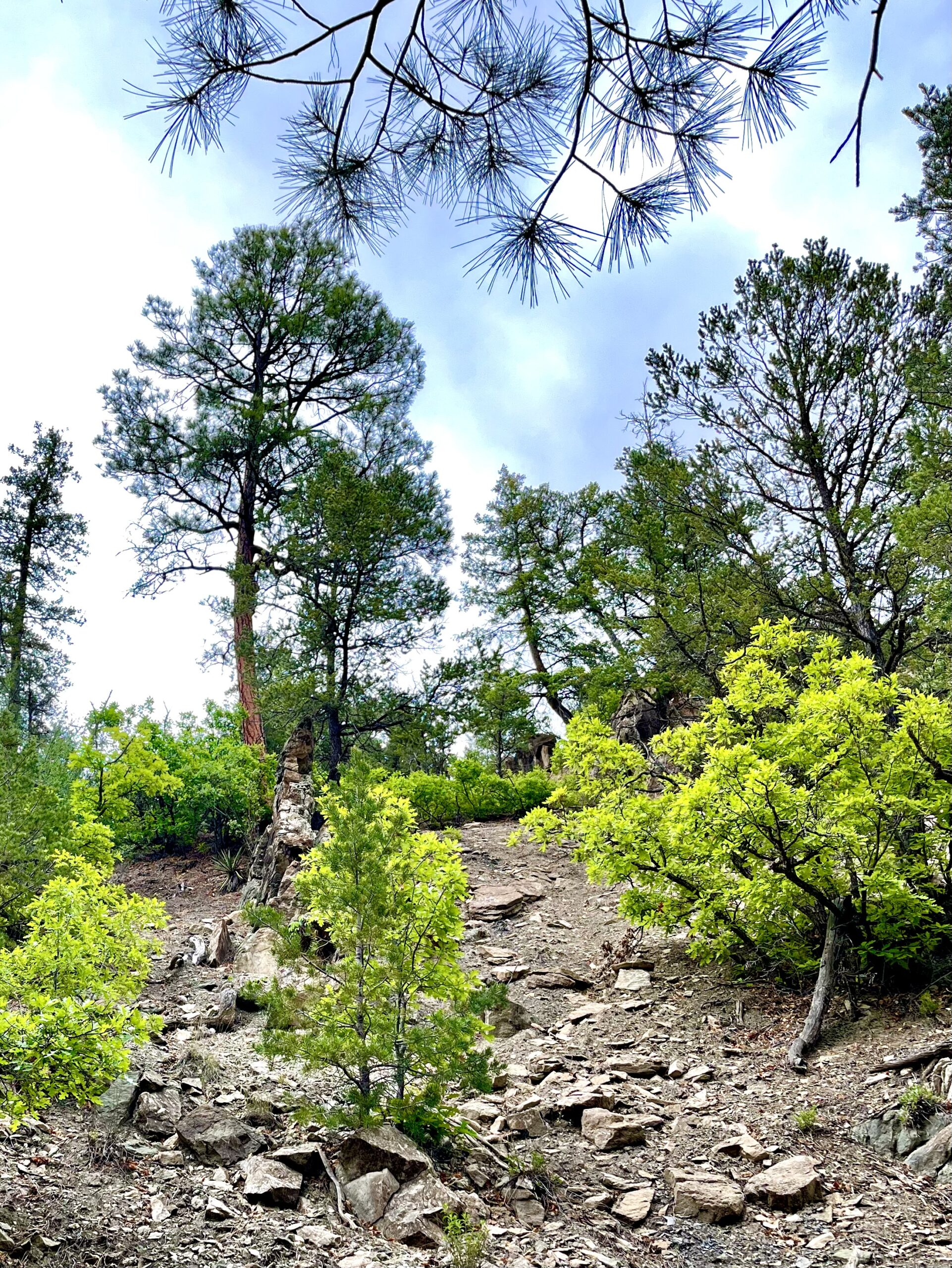 TRAIL: Grasshopper Canyon