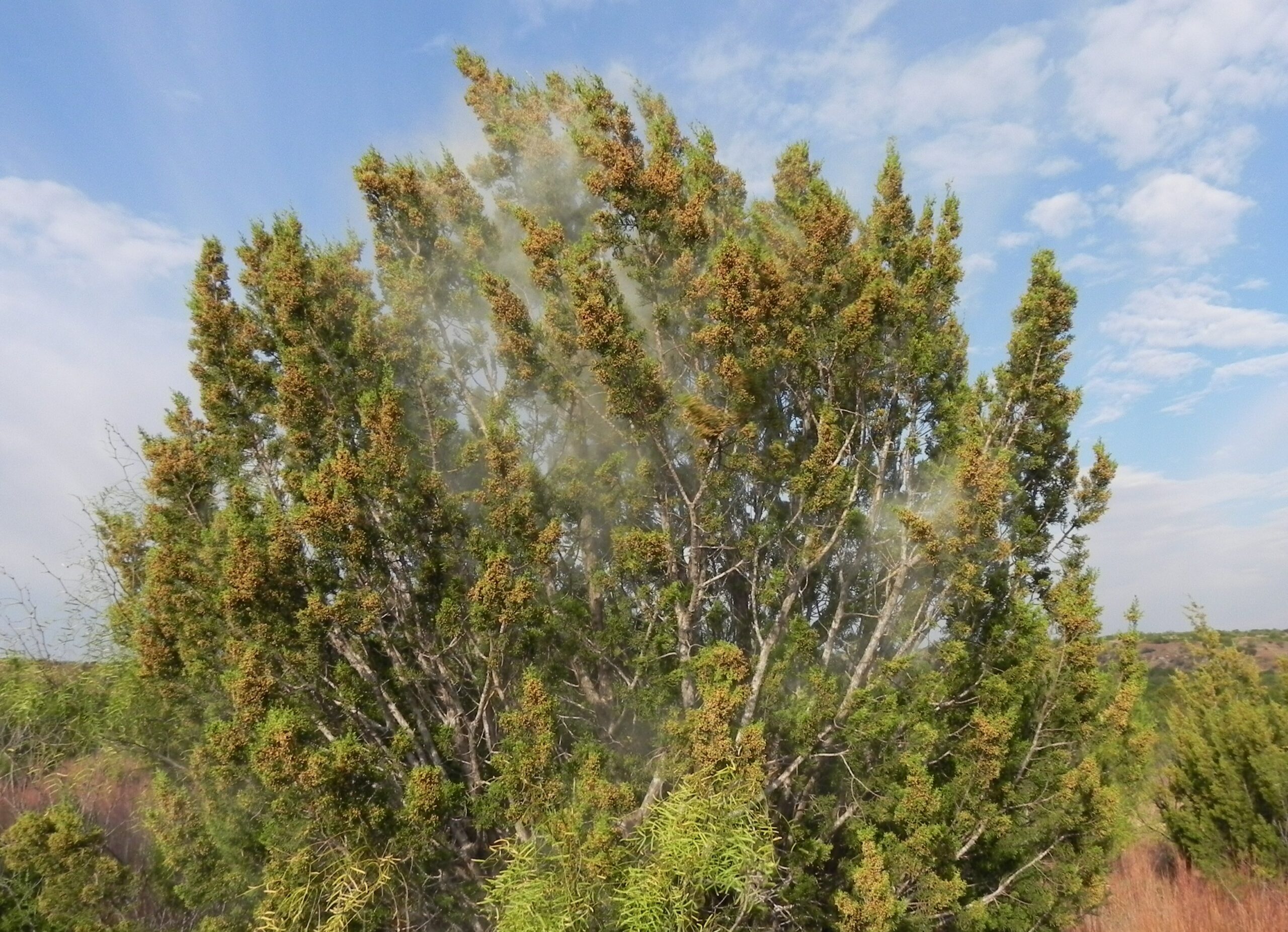 Coping with spring allergies