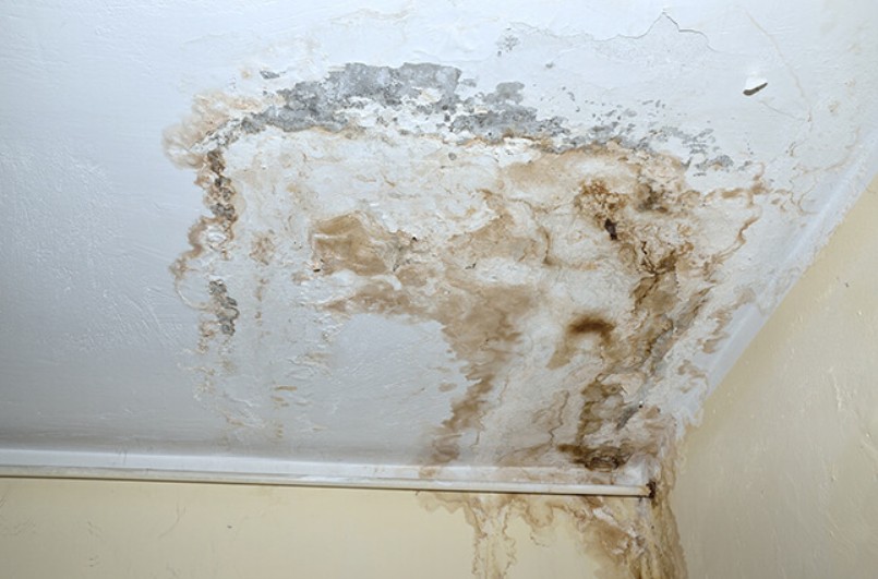 Understanding Mold in Santa Fe Homes: What Buyers and Sellers Should Know