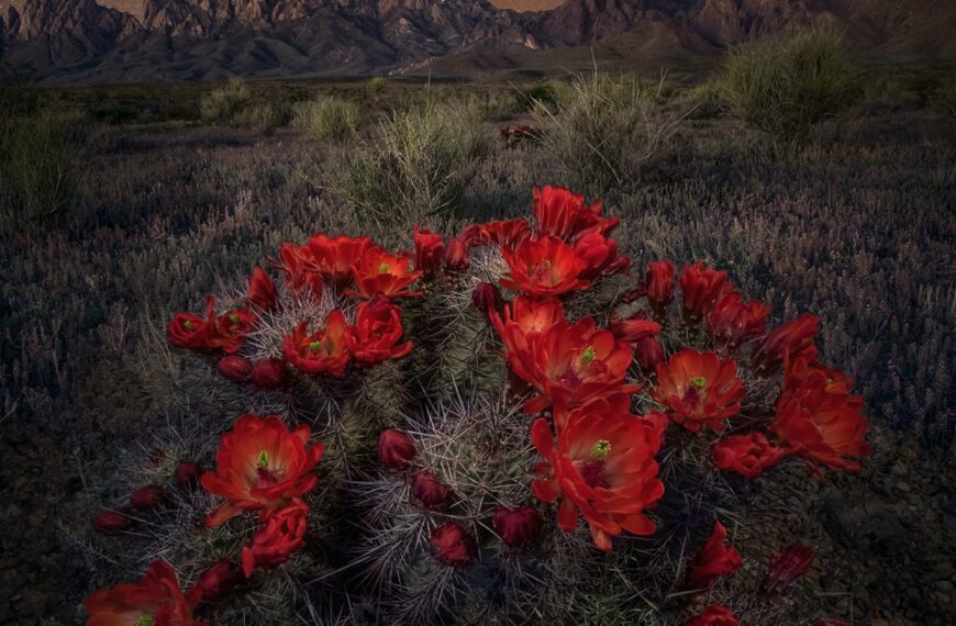 PHOTO: Night Bloom by Wayne Suggs