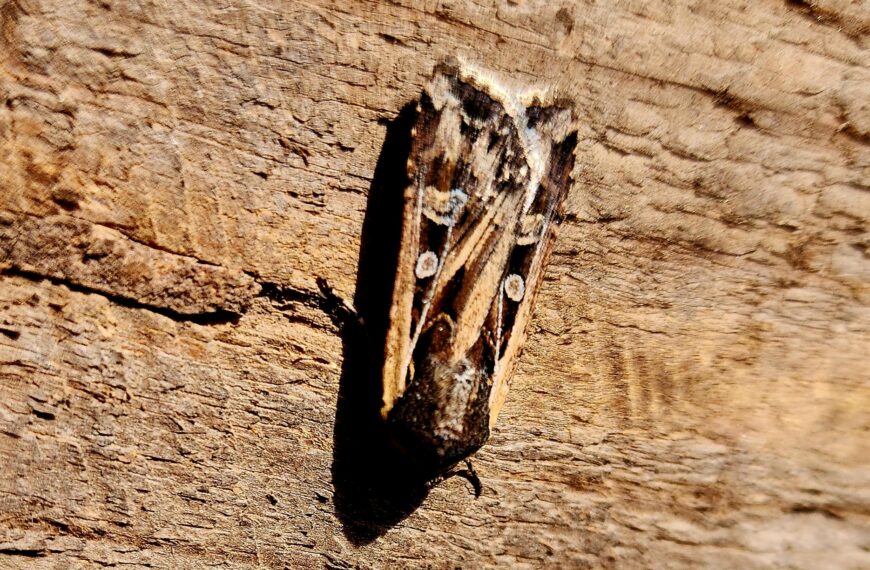 Nighttime Mothing at the Santa Fe Botanical Garden