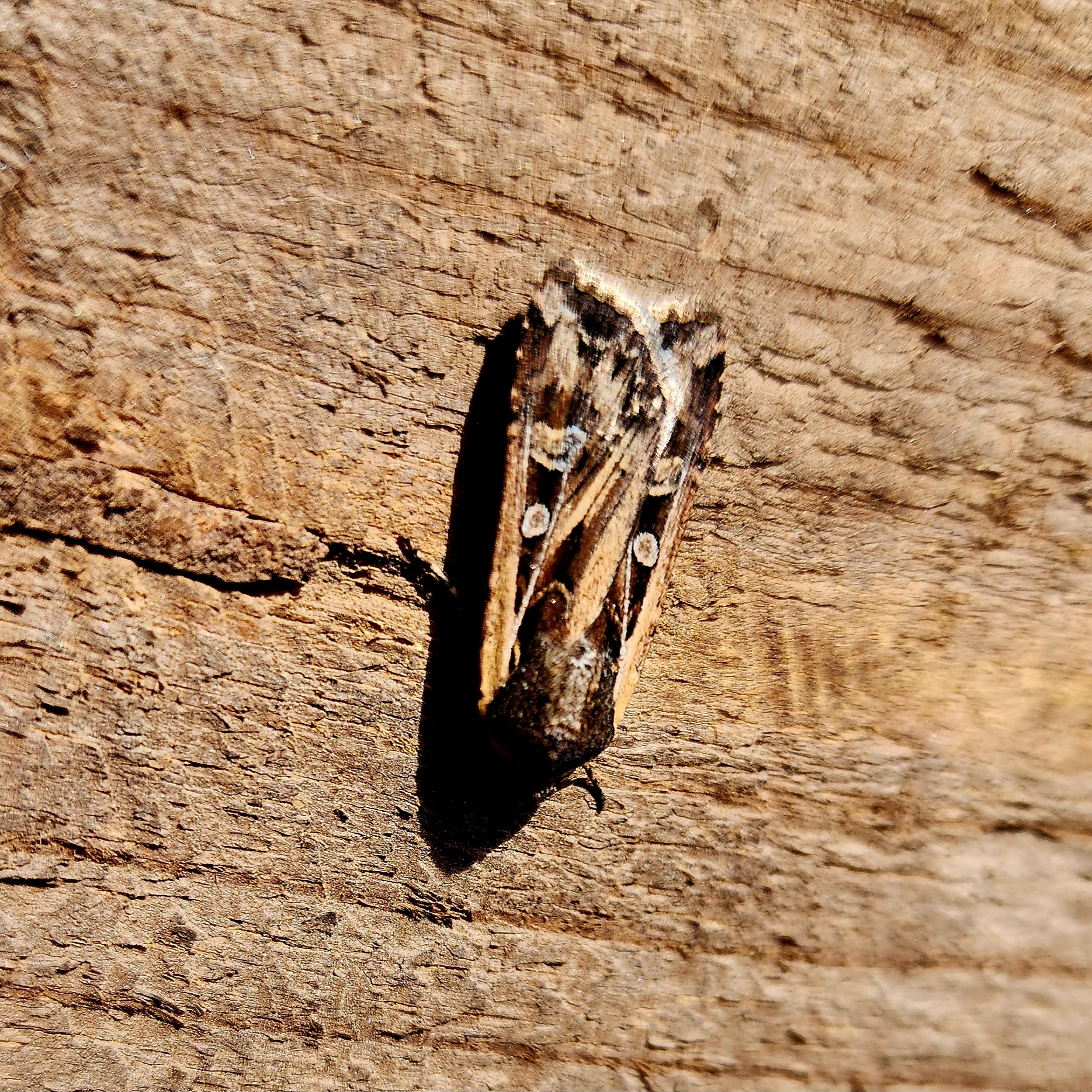 Nighttime Mothing at the Santa Fe Botanical Garden