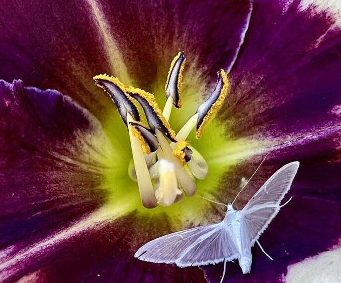 PHOTO: Palpita Vitrealis by Geraint Smith