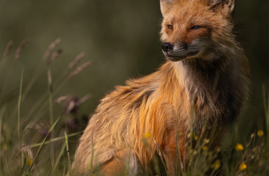 PHOTO: Red Fox in the Light by Wayne Suggs