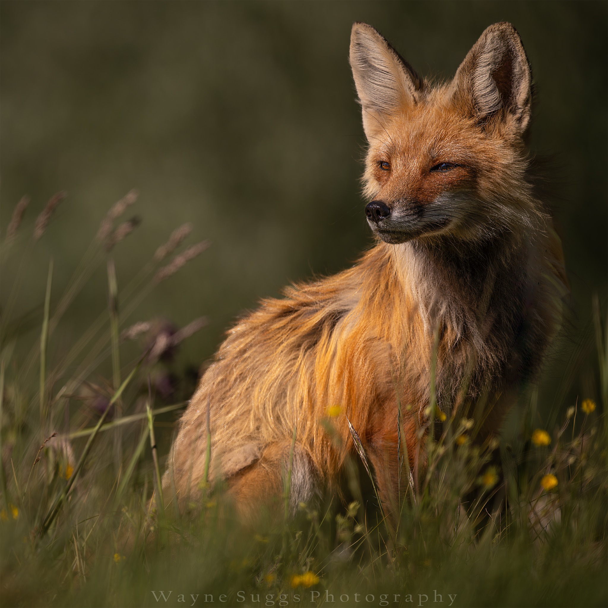 PHOTO: Red Fox in the Light by Wayne Suggs