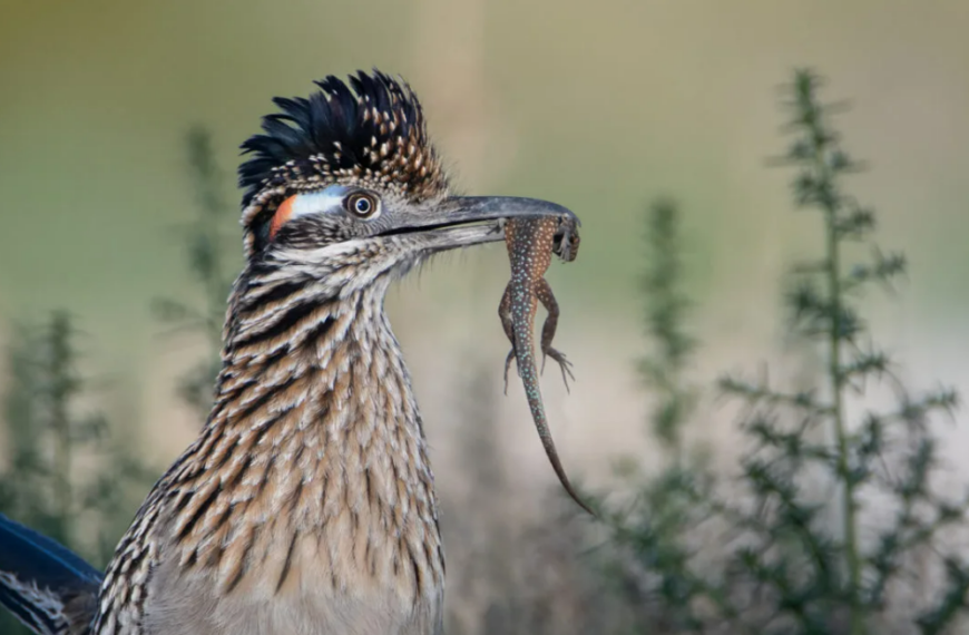 New Mexico’s state bird: the Greater Roadrunner