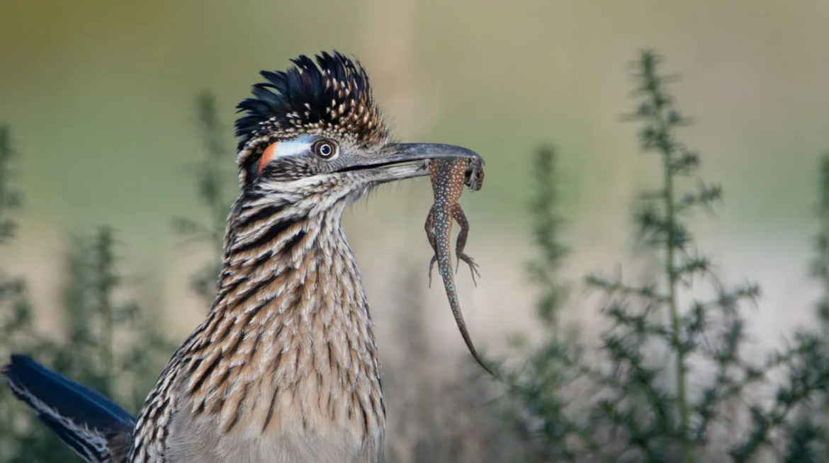 New Mexico’s state bird: the Greater Roadrunner