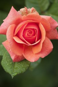 Disease resistant rose 'Easy Does It' flower close-up. Organic gardening