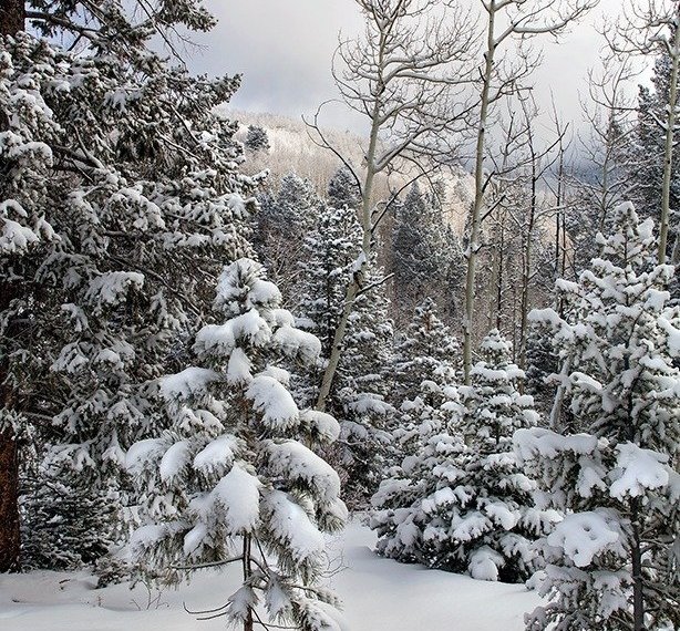 PHOTO: Santa Fe Forest Snow by Klaus Priebe
