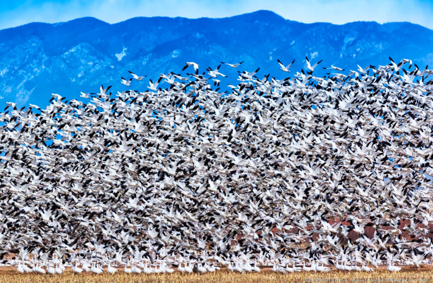 PHOTO: Snow Geese by Ed MacKerrow