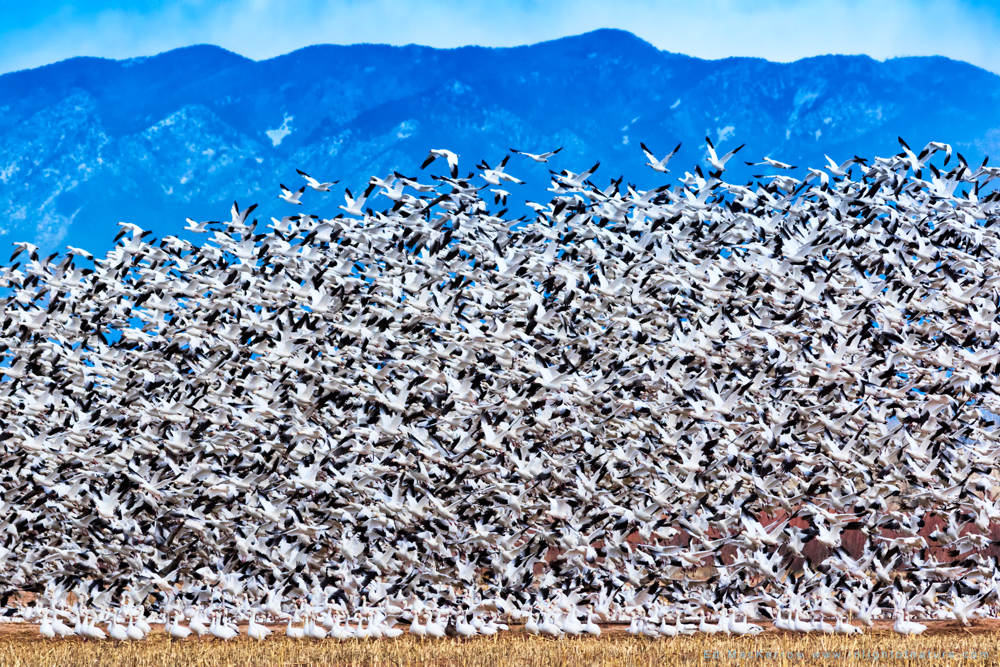 PHOTO: Snow Geese by Ed MacKerrow