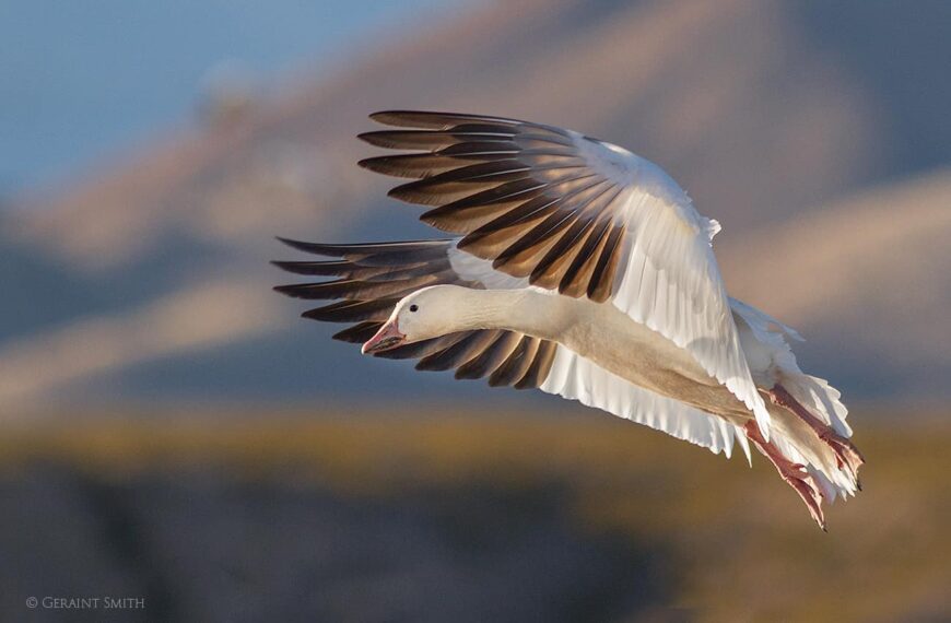 PHOTO: Snow Goose by Geraint Smith