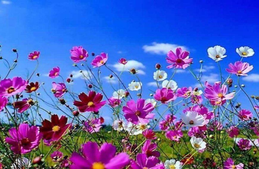 Spring Arrives this Sunday!