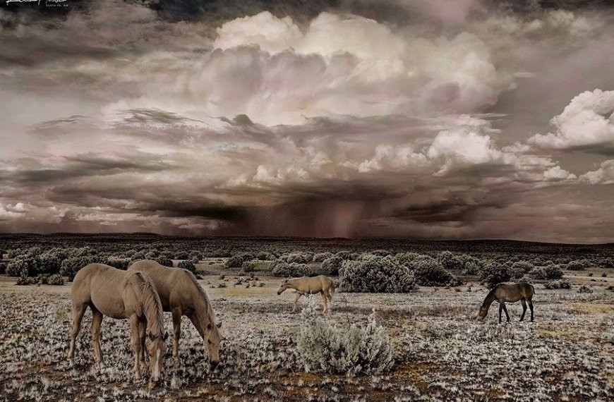 PHOTO: Summer Grazing by Klaus Priebe