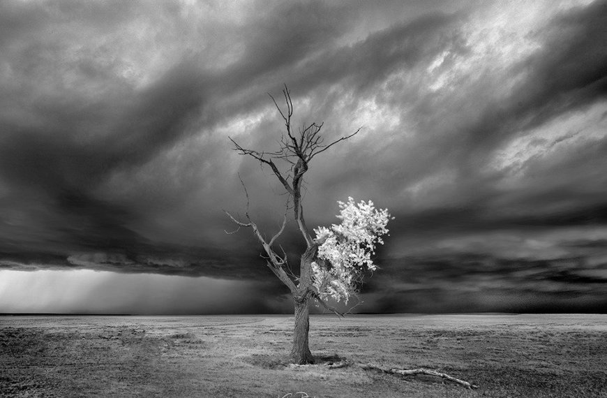 PHOTO: Survivor by Klaus Priebe