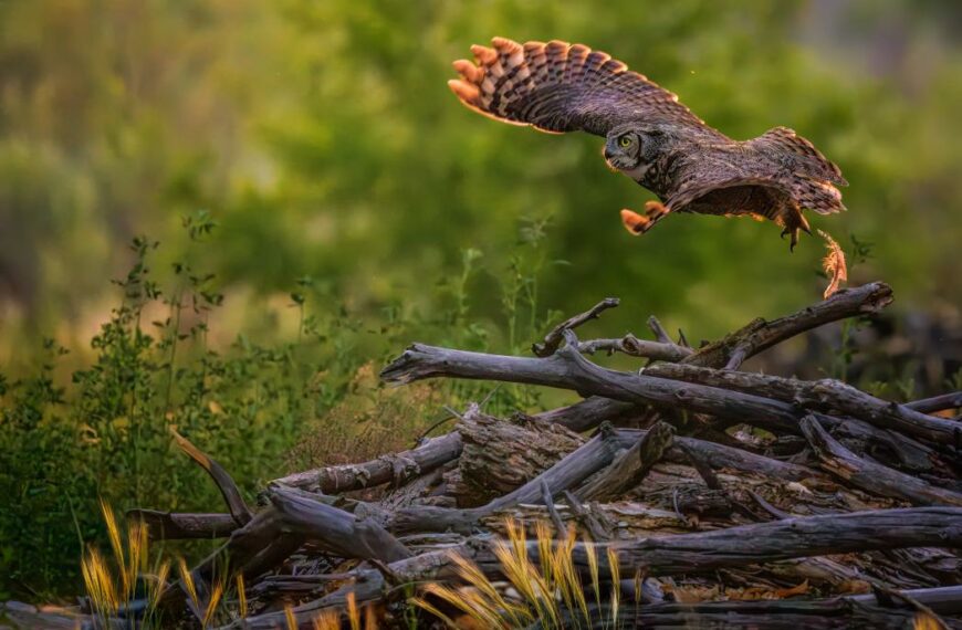 The 23rd Annual New Mexico Magazine Photos of the Year