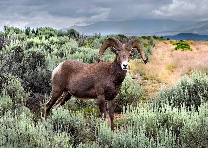 PHOTO: The Bighorn by Klaus Priebe