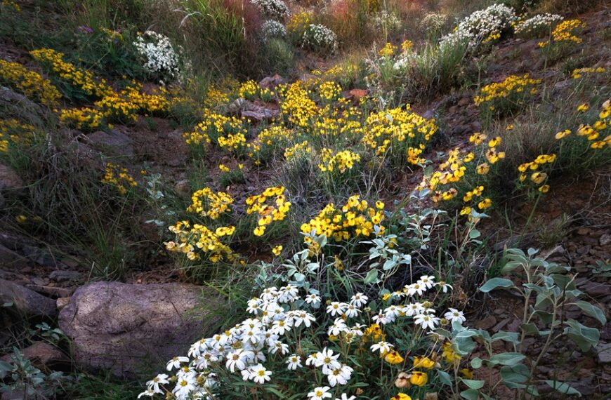 PHOTO: The Colors of the Summer Desert by Wayne Suggs