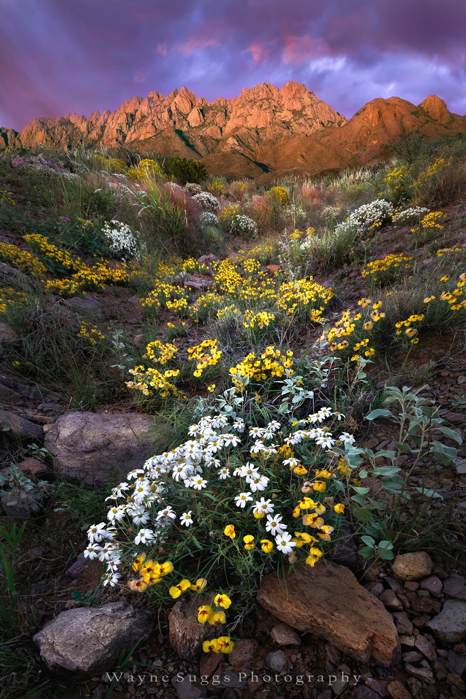 PHOTO: The Colors of the Summer Desert by Wayne Suggs