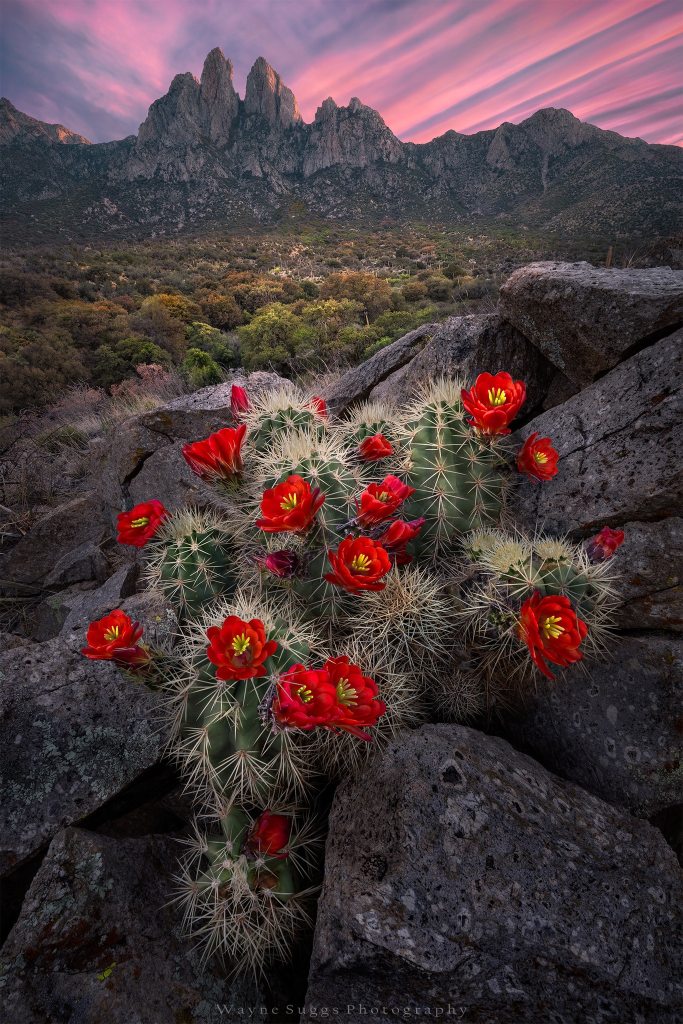 PHOTO: To Be Home by Wayne Suggs