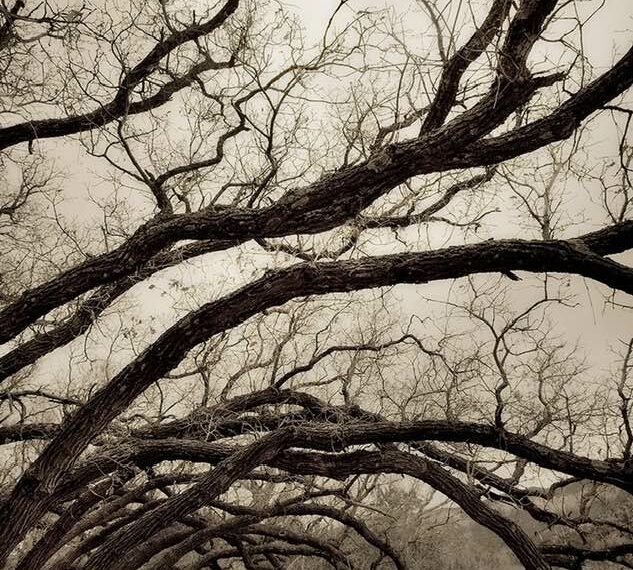PHOTO: Tree Boughs by Geraint Smith
