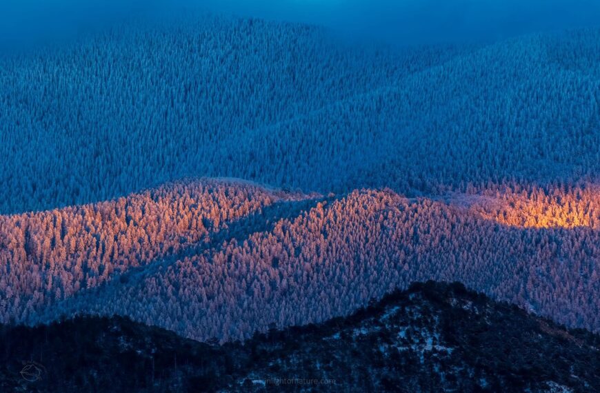 PHOTO: Cold and Snowy Evening by Ed MacKerrow